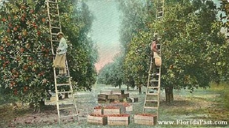 Anywhere in FloridaPast, one would see Pickers like this, throughout the Orange & Grapefruit Groves