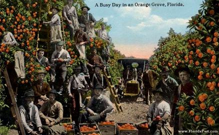 As we can see, there were All Kinds of People Pick'in Citrus Groves of FloridaPast