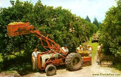 The Hard workers harvesting Florida Citrus for market. Your Breakfast table....
