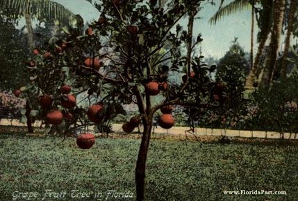 Before the Great Freeze of FloridaPast, Citrus Trees were a Common Find, Everywhere