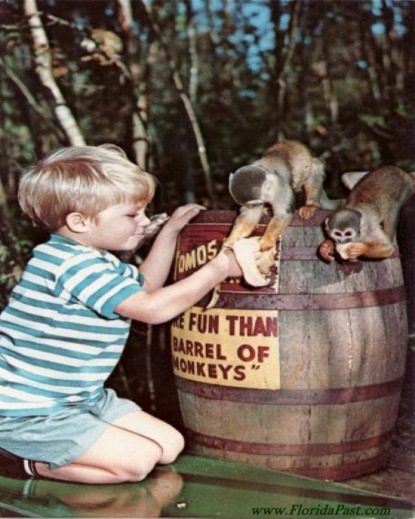 MONKEY ISLAND STILL EXISTS TODAY - KLICK THE BARREL OF MONKEYS & LEARN MORE About this FloridaPast Attraction