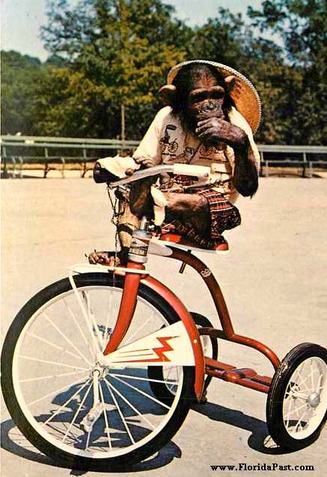 I like to ride my bike, I like to ride my bike All Day..... for very little pay.. So Please DONTATE to the Monkey Cause, OK? Luv Yah!