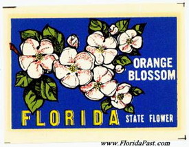 One of the Best Smells in the World, is the Florida Orange Blossom in Bloom!