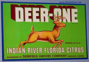 Yes, there are DEER HERE IN FLORIDA, DEAR! 