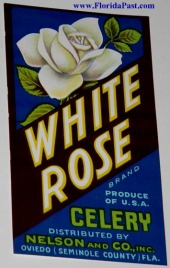 WHITE ROSE BRAND CELERY LABEL - OVIEDO, SEMINOLE COUNTY FLORIDA