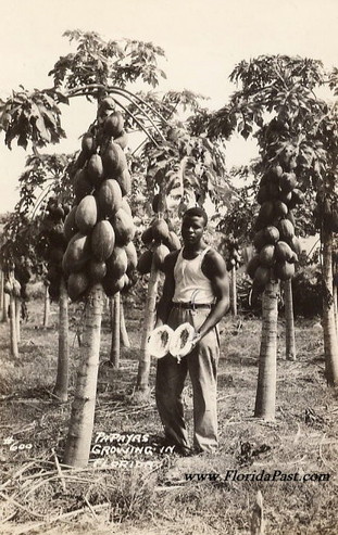 Papayas Anyone? They sure look Yummy, don't they?